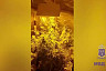 На даче саратовца обнаружили парник с коноплей